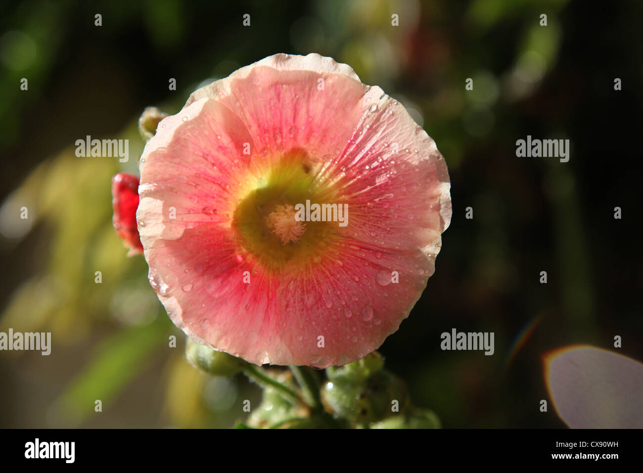 Tall hollyhock plant hi-res stock photography and images - Alamy