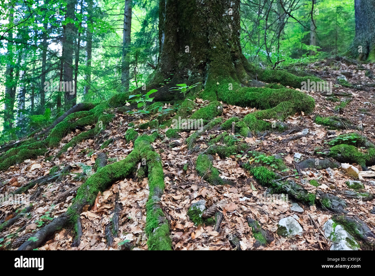 Big old tree hi-res stock photography and images - Alamy