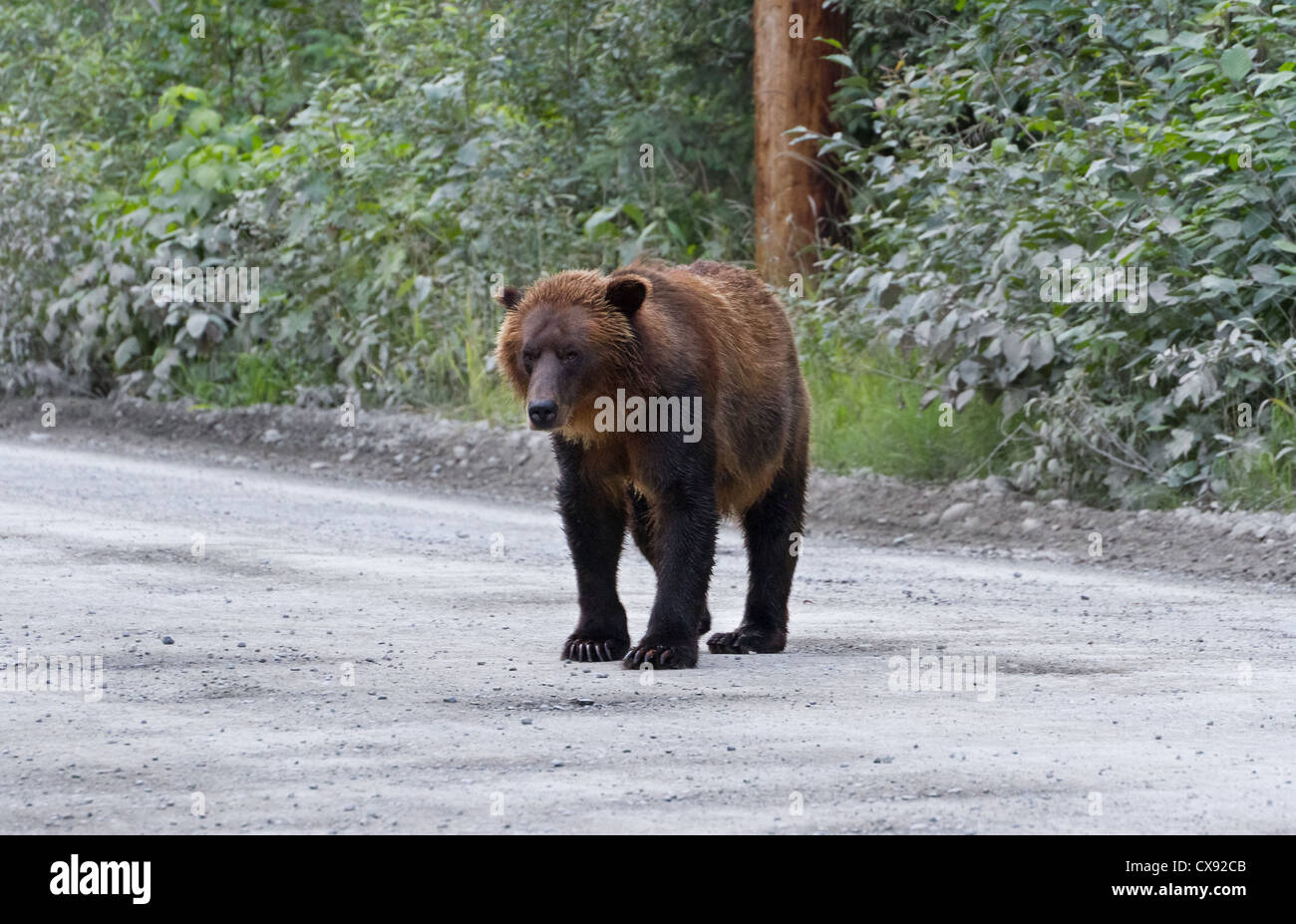 Grizzly bear at hyder Alaska Stock Photo Alamy