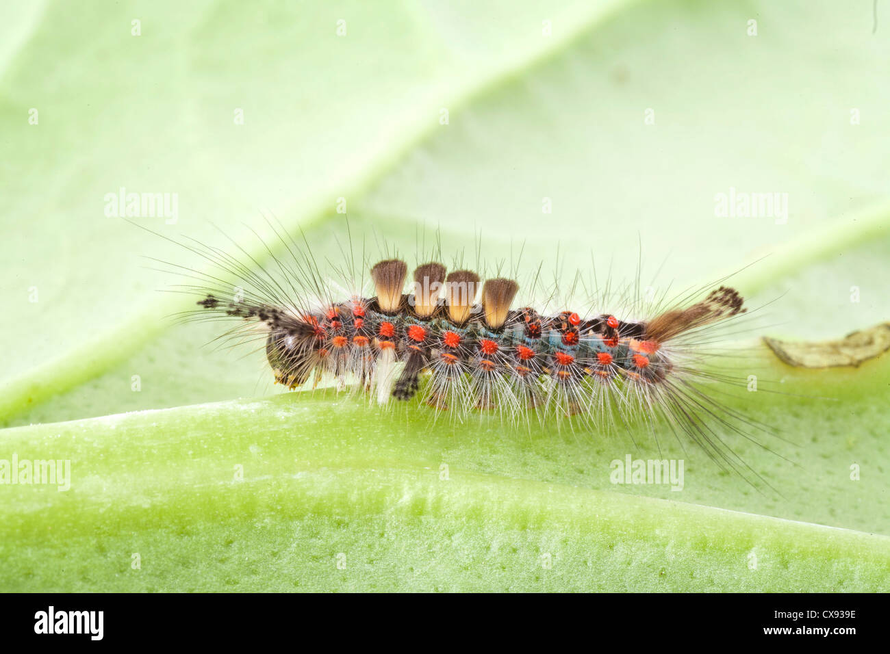 Rusty Tussock Moth, Vapourer moth caterpillar, Orgyia antiqua Stock Photo