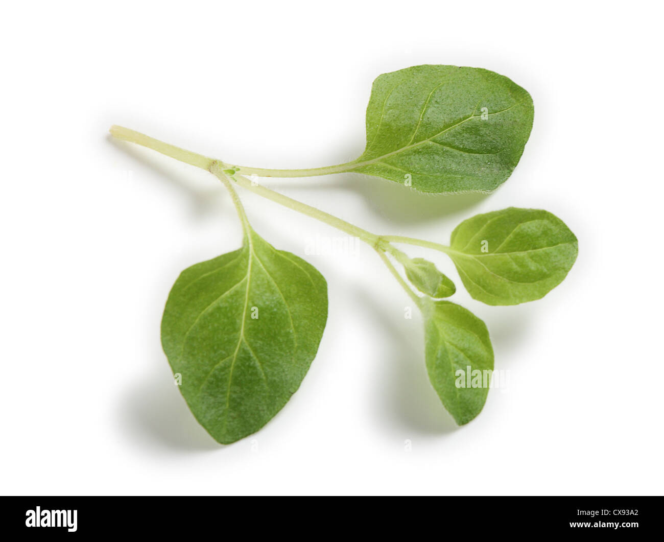 A sprig of commercially grown oregano, for use in cooking, on a white background with a shadow. Stock Photo