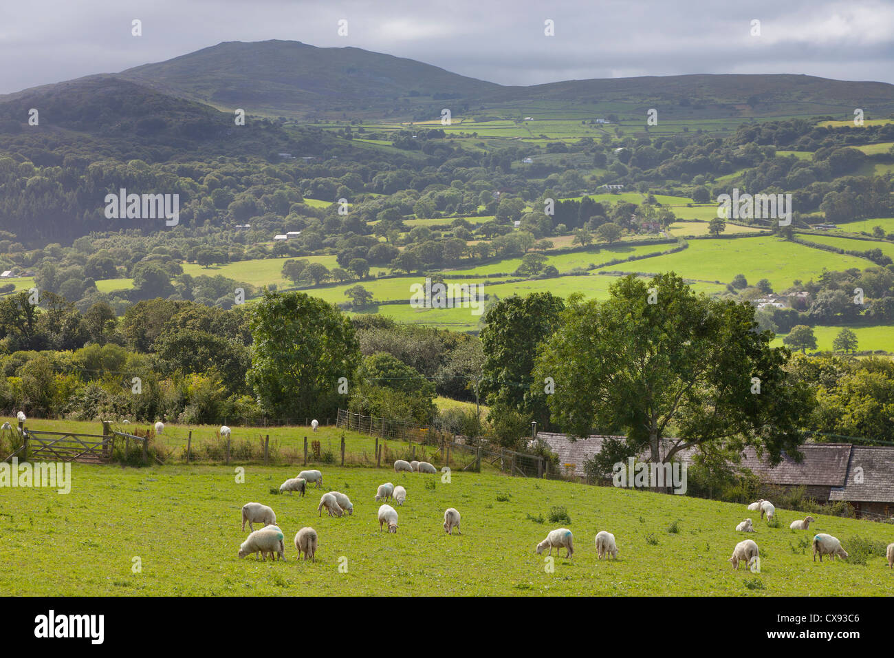 Sheep farming, Conway, North Wales hills. Panoramic view of green pasture land with sheep grazing Stock Photo