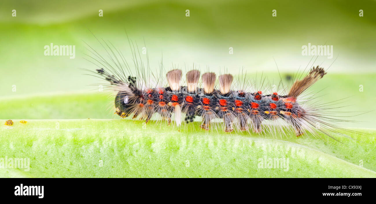 Rusty Tussock Moth, Vapourer moth caterpillar, Orgyia antiqua Stock Photo