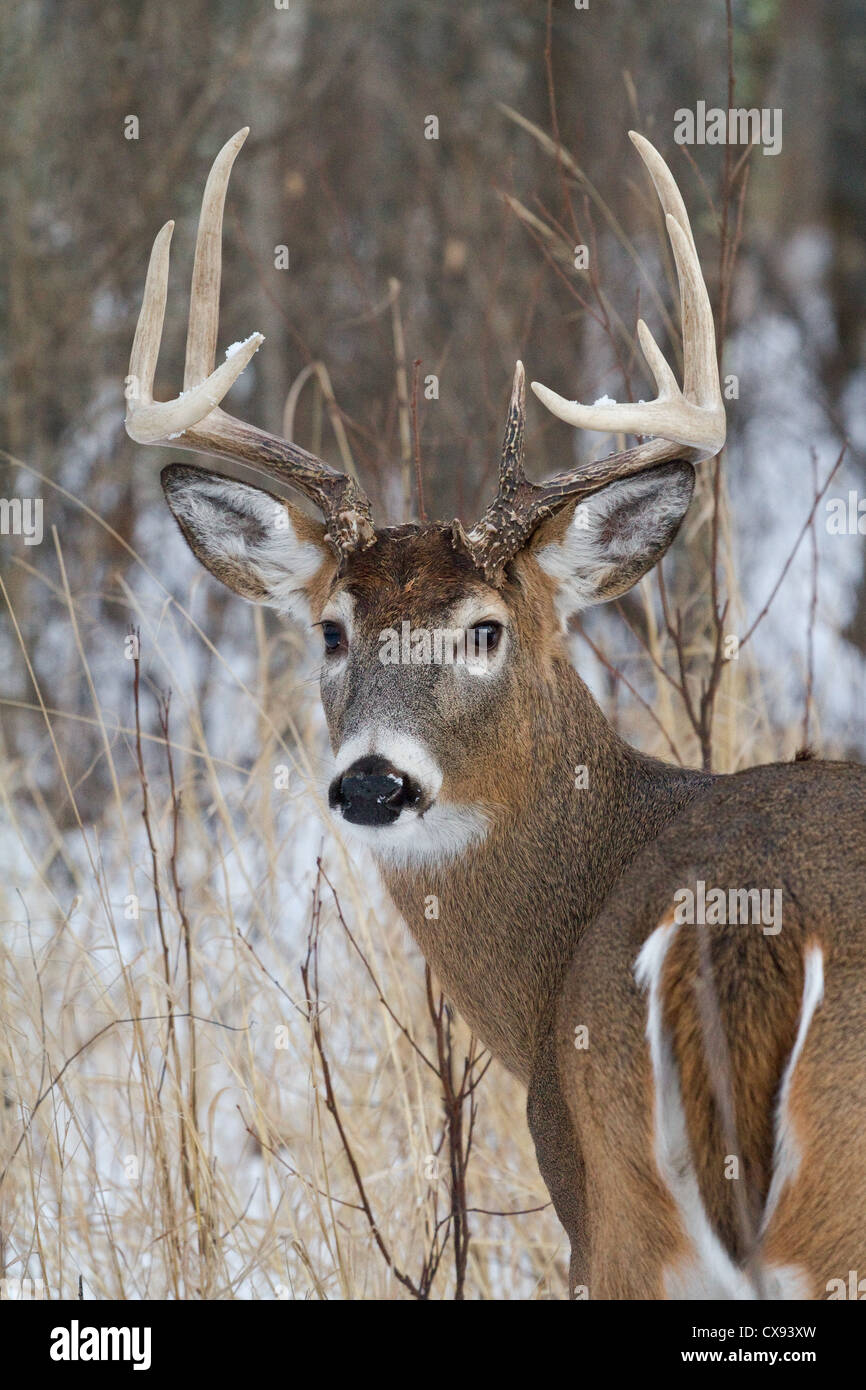 Brow Tines In 12