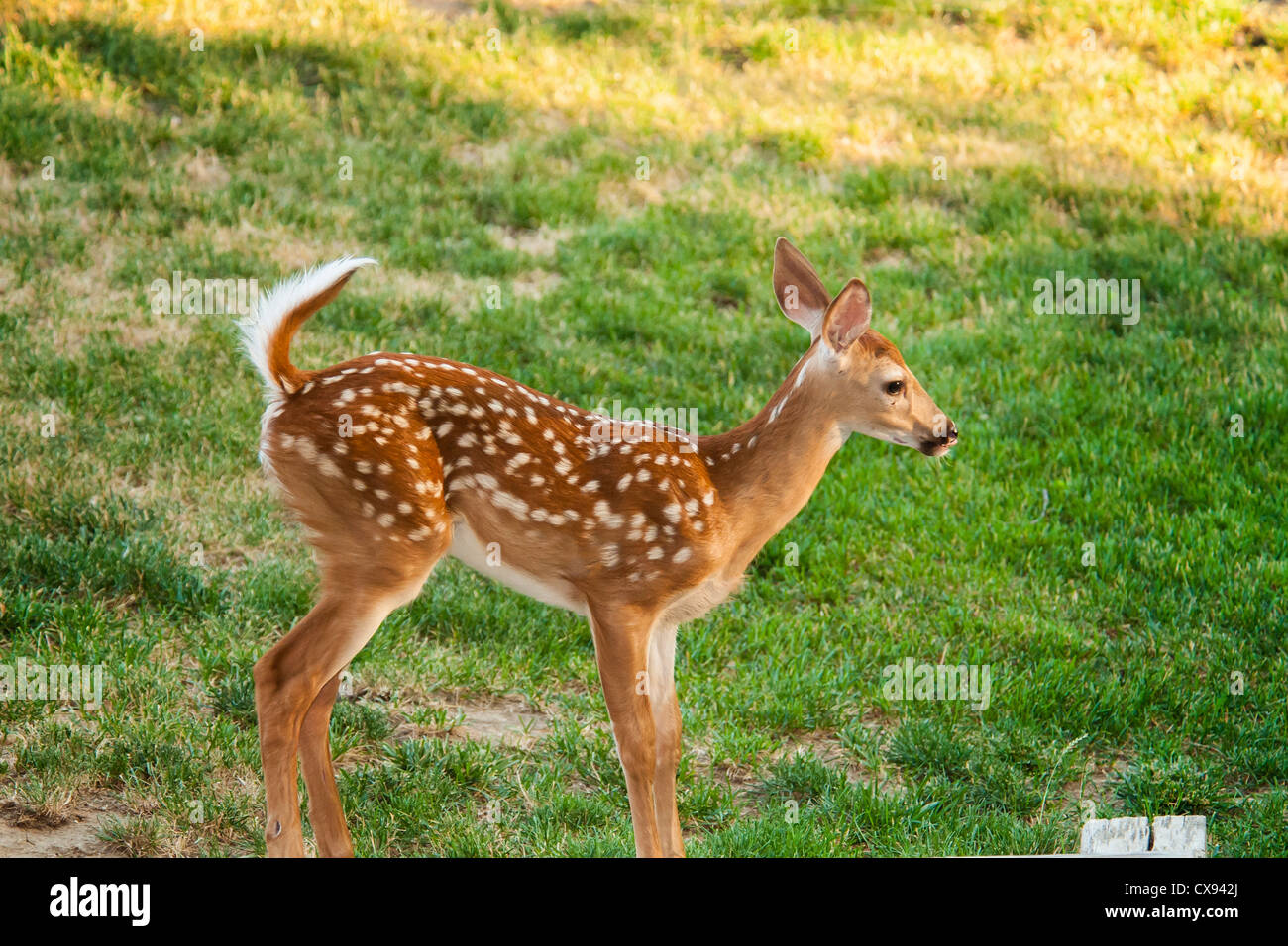 deer with spots