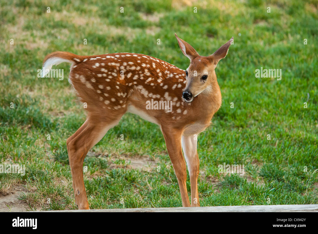 Deer With White Spots High Resolution Stock Photography And Images Alamy