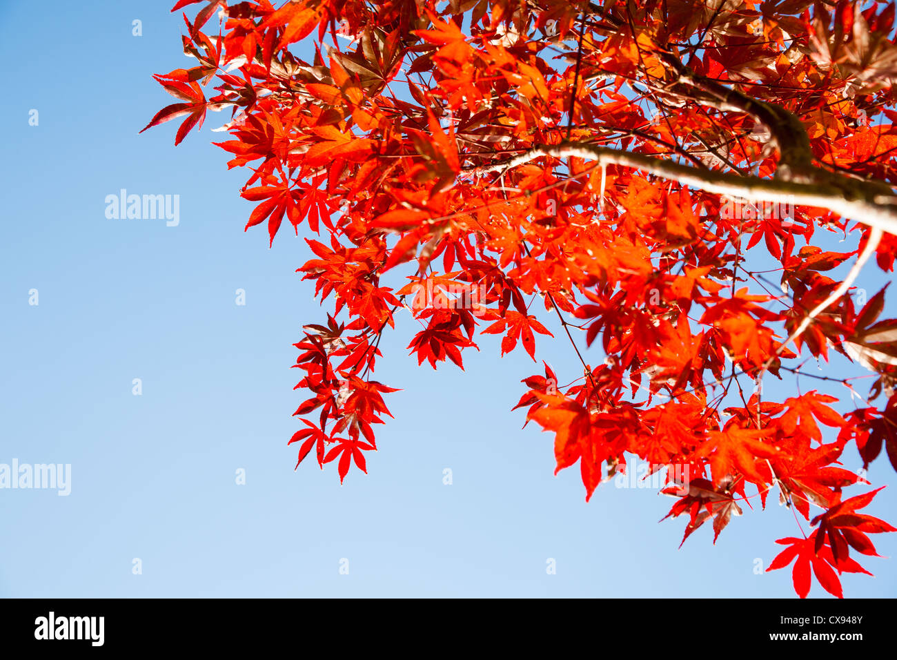 Bright red maple tree leaves against blue sky. Stock Photo