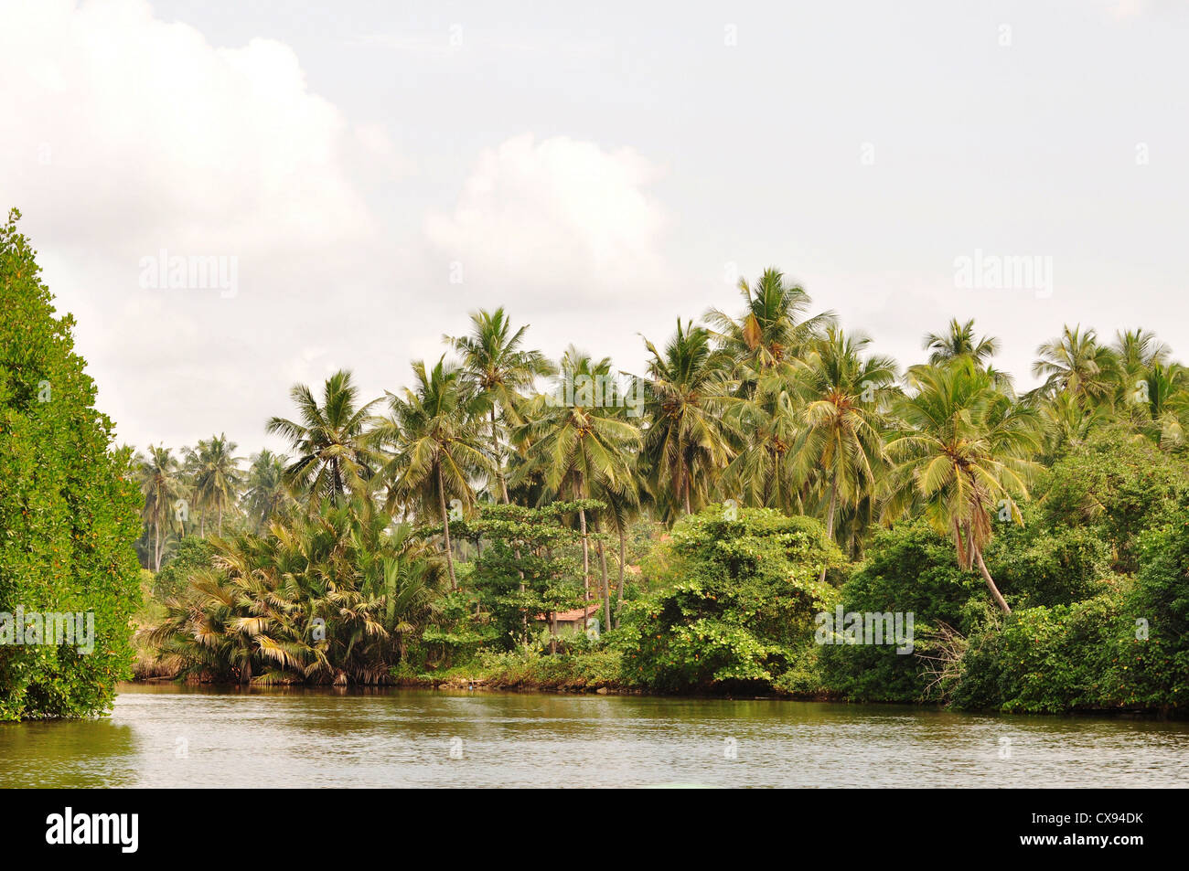 greenish by the waikkal riverbank in sri lanka Stock Photo