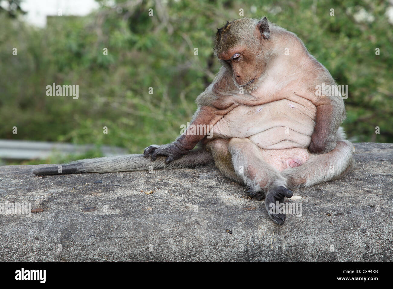 An overweight macaque monkey fed by tourists at Bang Saen, Chonburi, Thailand Stock Photo