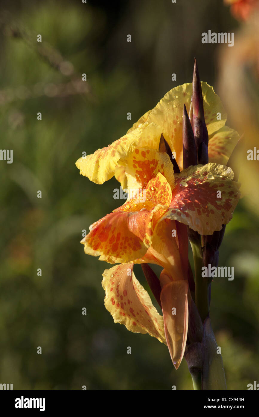 Water droplets on the flower Canna Indica, South Africa Stock Photo