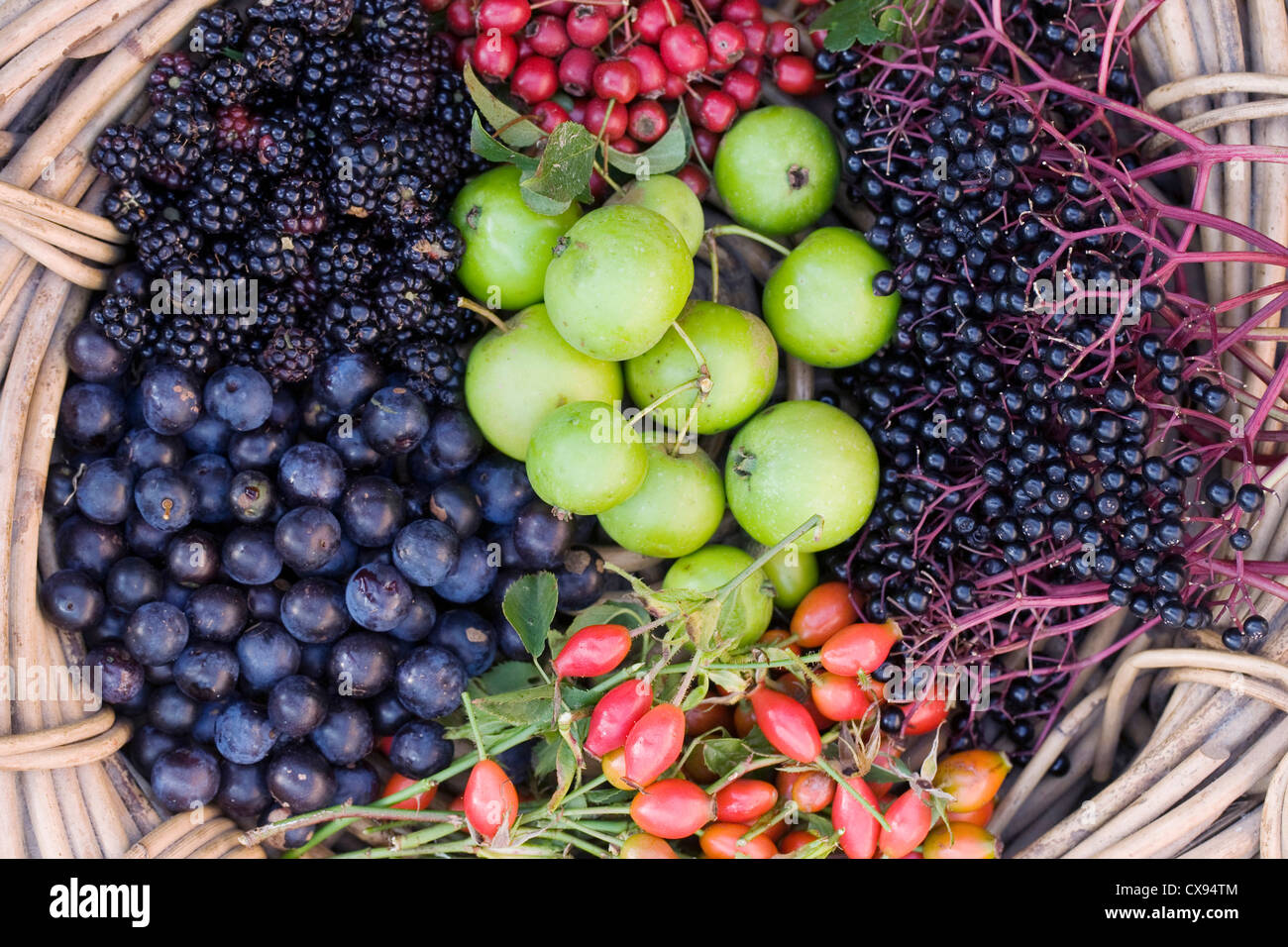 Fruits collected from the hedgerow in a basket. Stock Photo