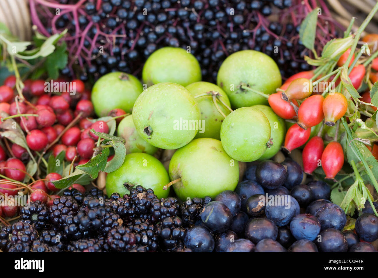 Fruits collected from the hedgerow in a basket. Stock Photo