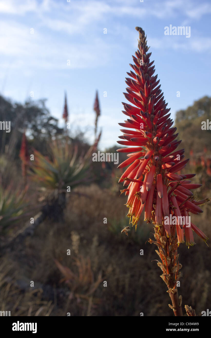 A bees feeds on aloes in flower on a rocky hillside in South Africa. Stock Photo