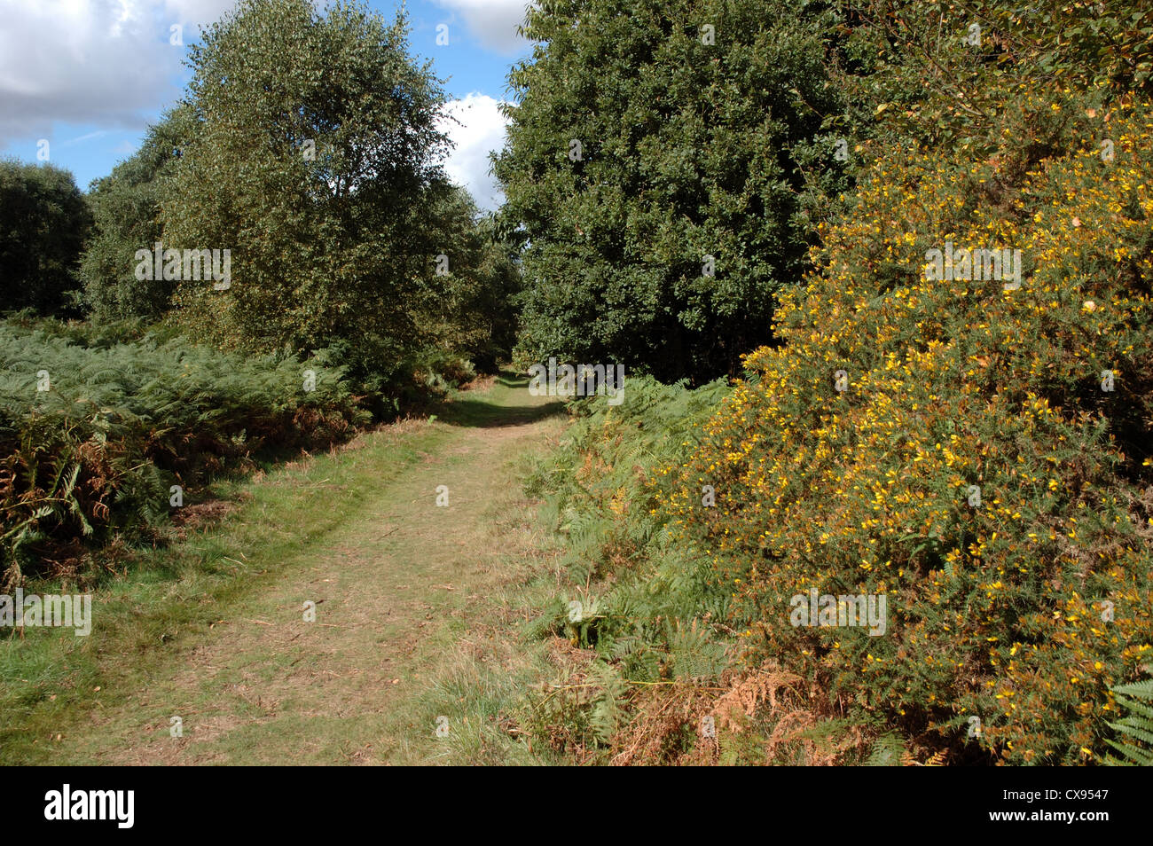 Sandlings Walk, Tunstall Forest, Suffolk, UK Stock Photo