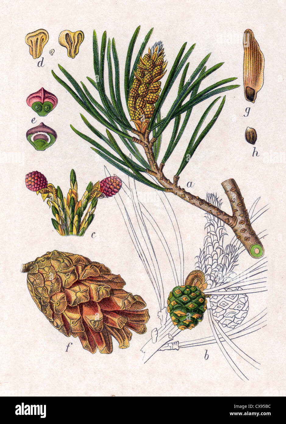 Pinus silvestris Stock Photo