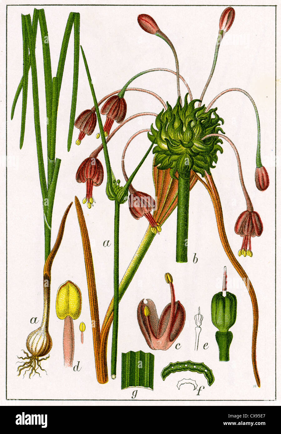Allium carinatum Stock Photo