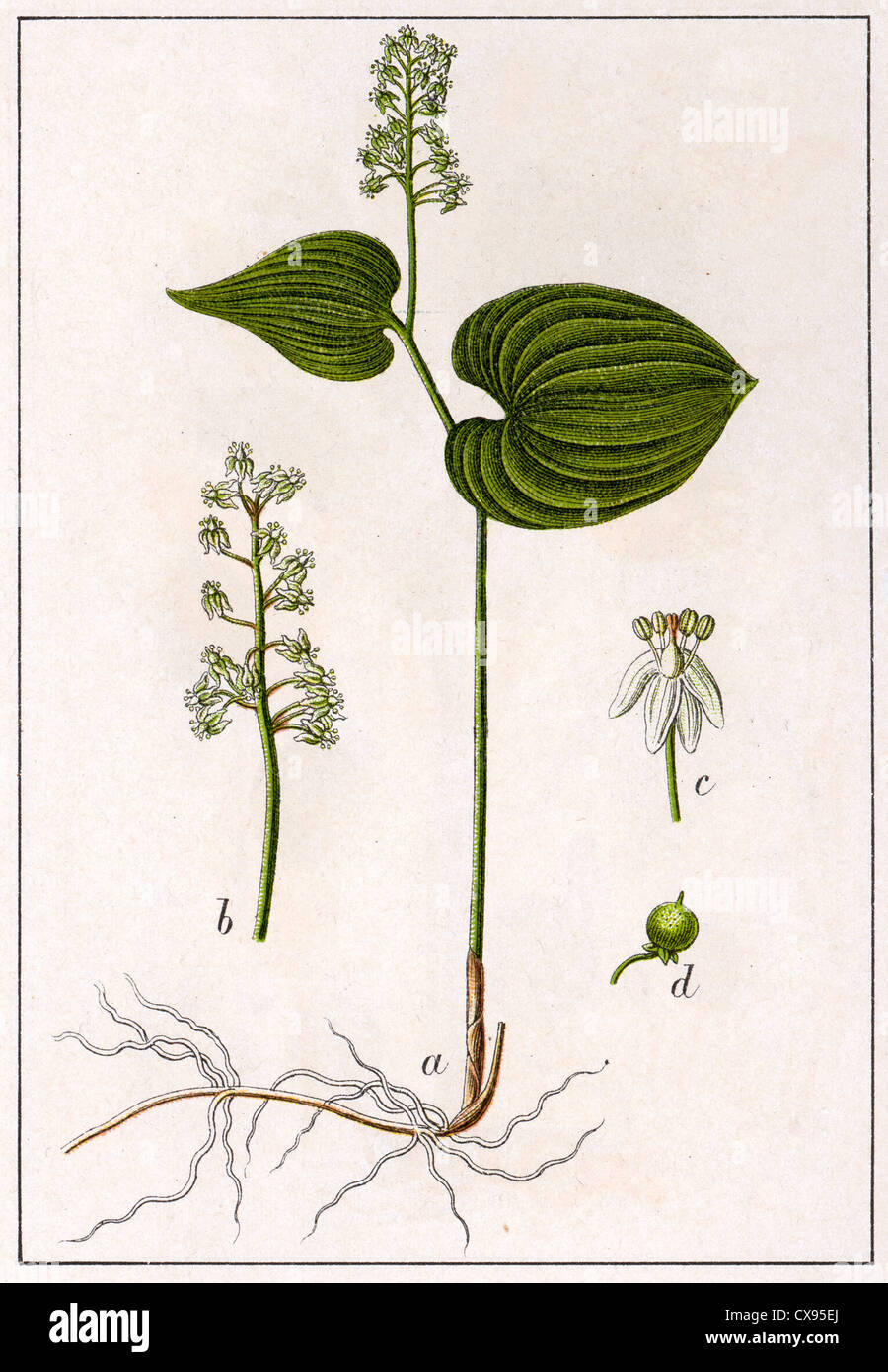 Convallaria bifolia Stock Photo