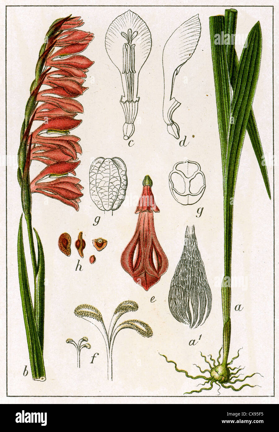 Gladiolus imbricatus Stock Photo