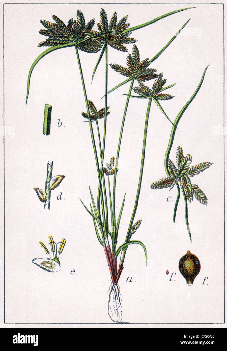 Cyperus flavescens Stock Photo