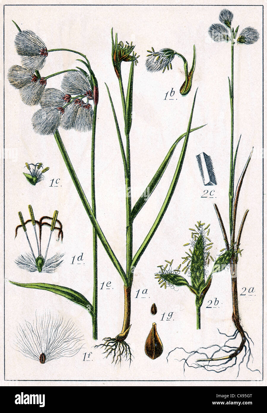 Eriophorum latifolium - Eriophorum gracile Stock Photo
