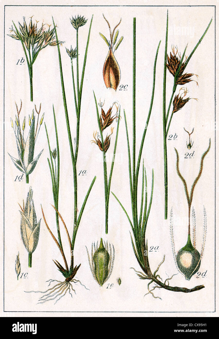 Rhynchospora alba Rhynchospora fusca Stock Photo Alamy