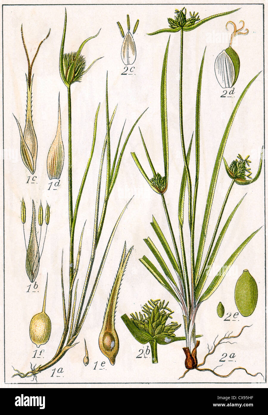 Carex cyperoides - Carex baldensis Stock Photo