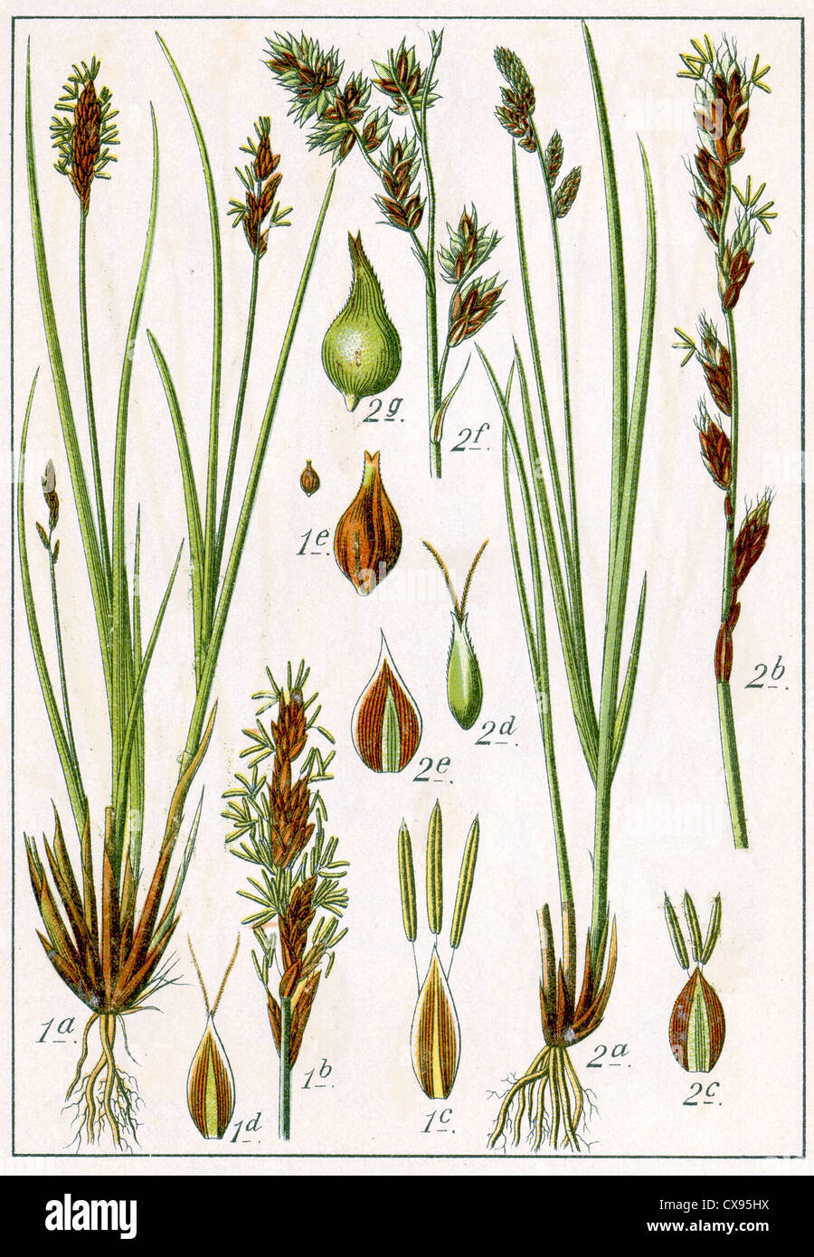 Carex paradoxa - Carex paniculata Stock Photo