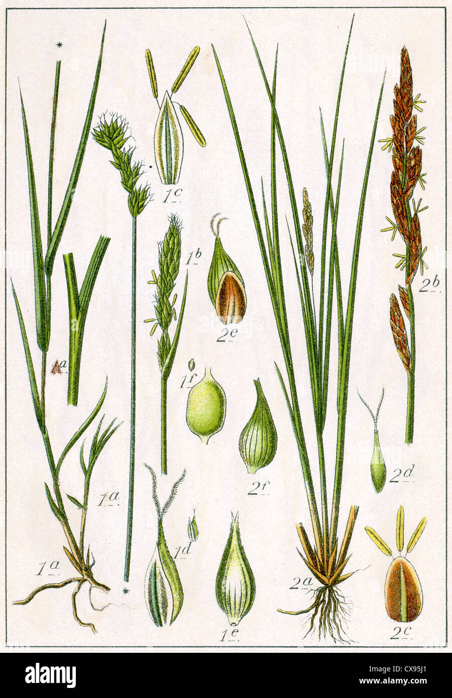 Carex leporina var. argyroglochin - Carex elongata Stock Photo
