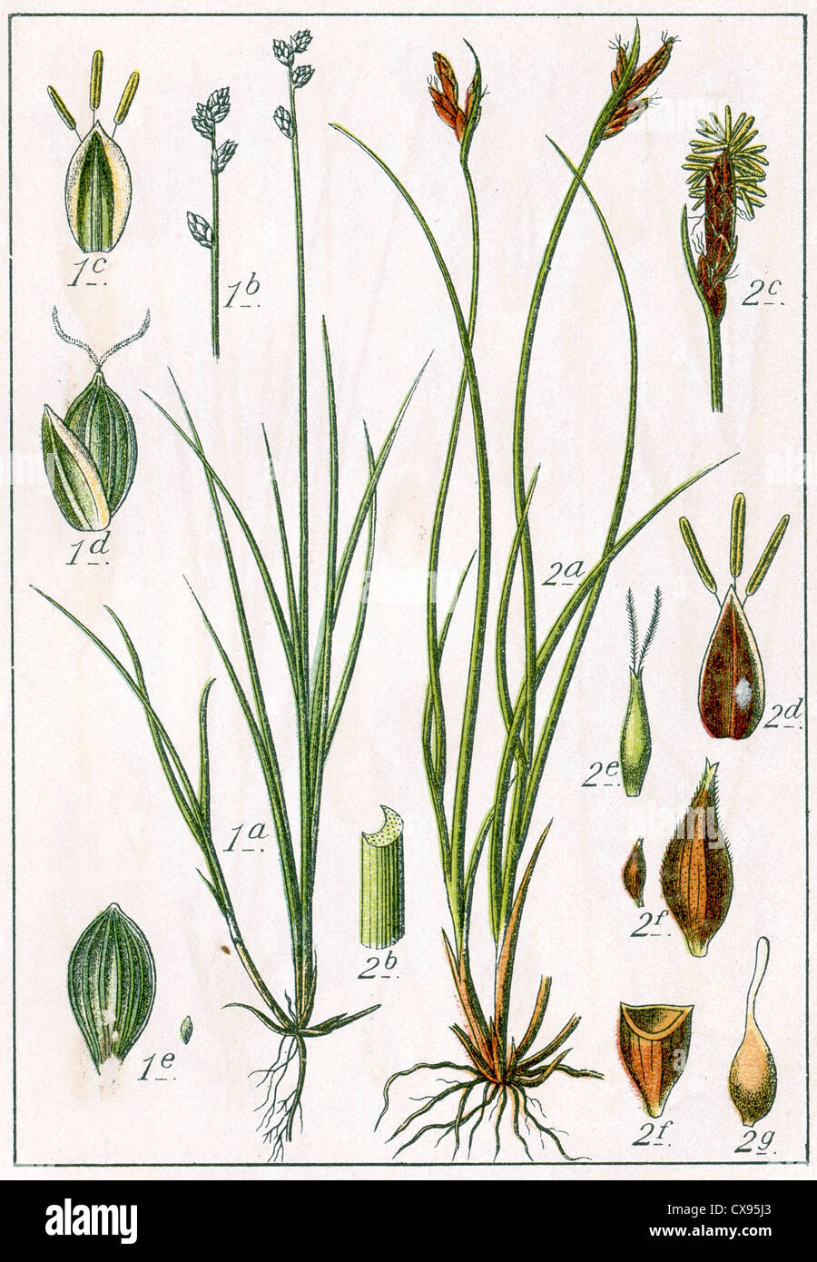 Carex loliacea - Carex mucronata Stock Photo