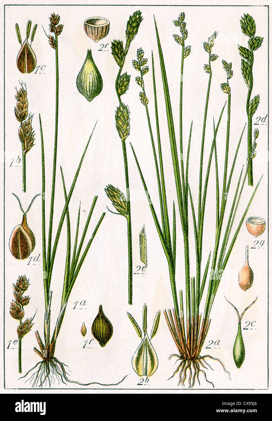 Carex heleonastes - Carex canescens Stock Photo