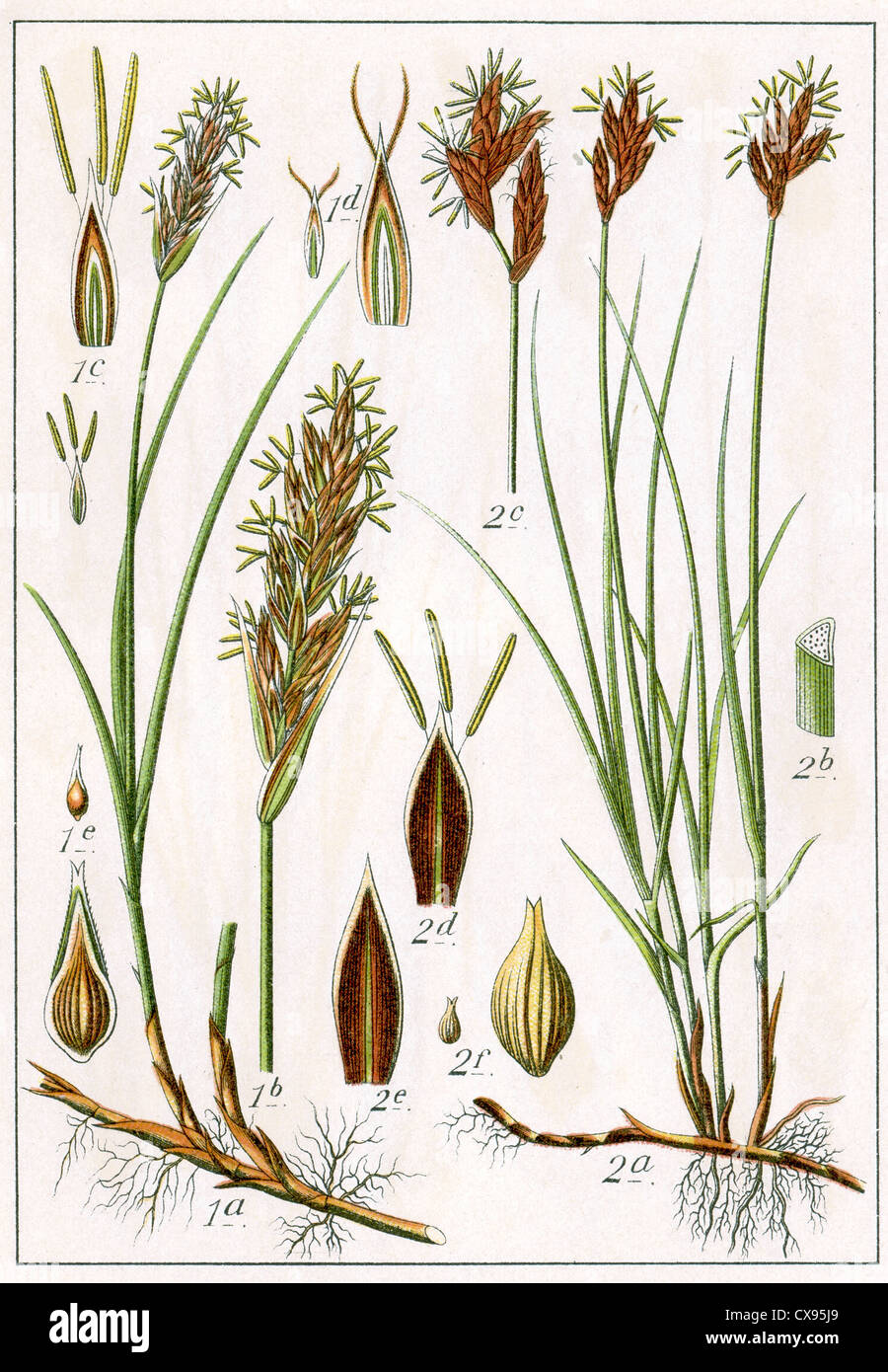 Carex arenaria - Carex praecox Stock Photo