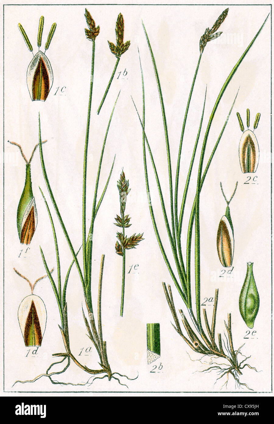 Carex Gaudiniana - Carex microstachya Stock Photo