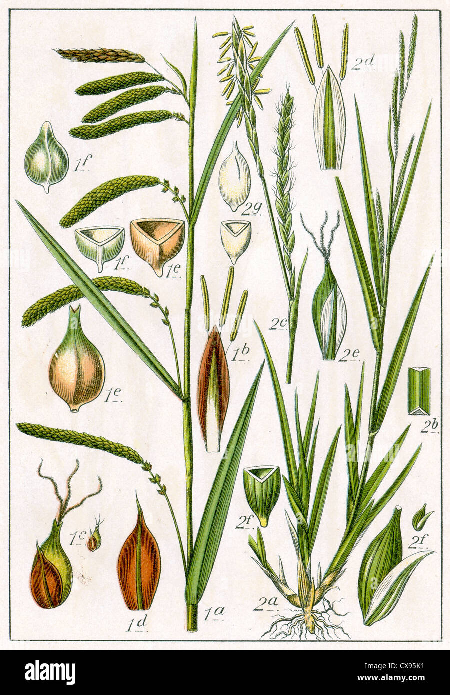 Carex pendula - Carex strigosa Stock Photo