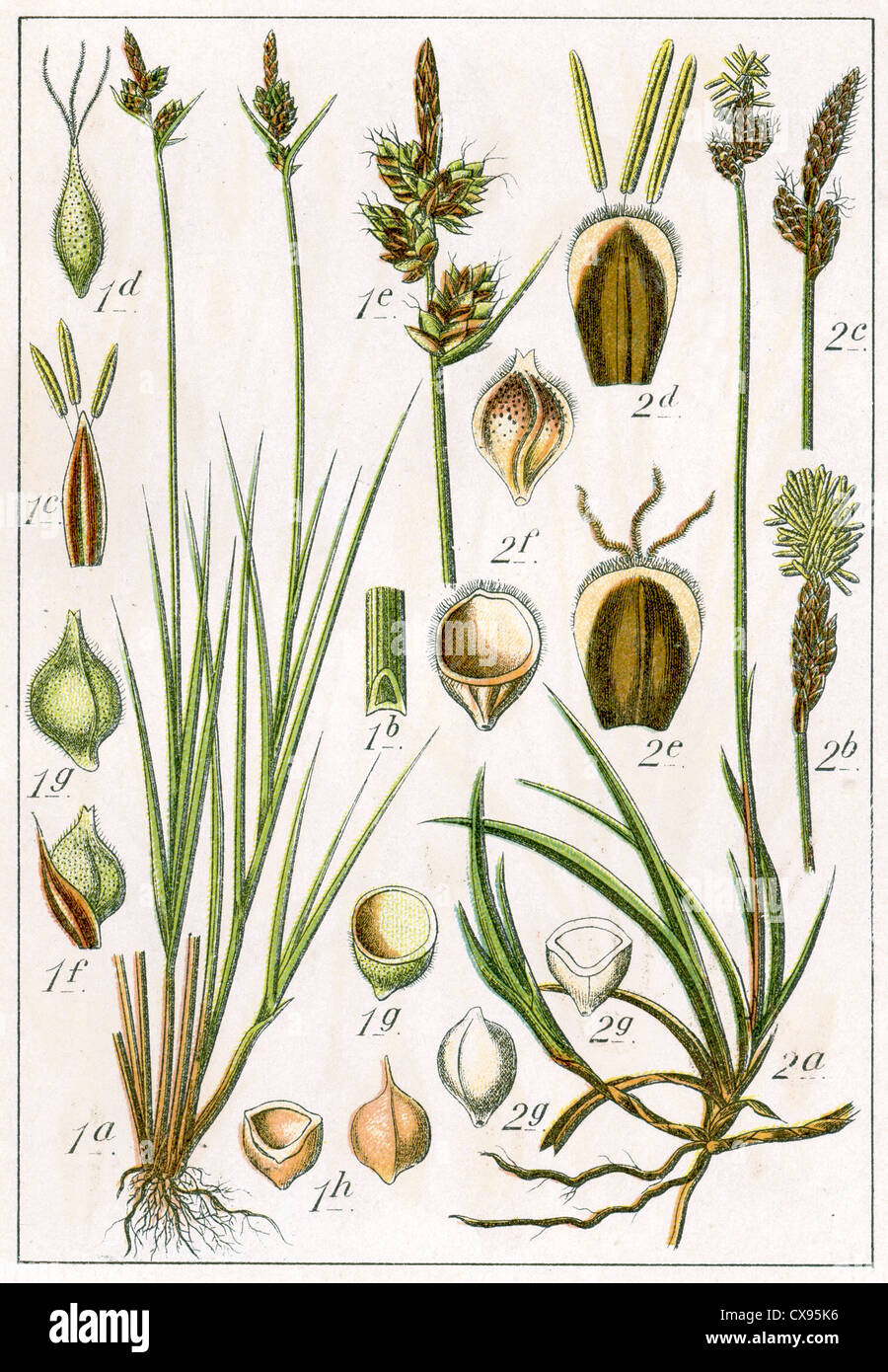 Carex pilulifera - Carex ericetorum Stock Photo