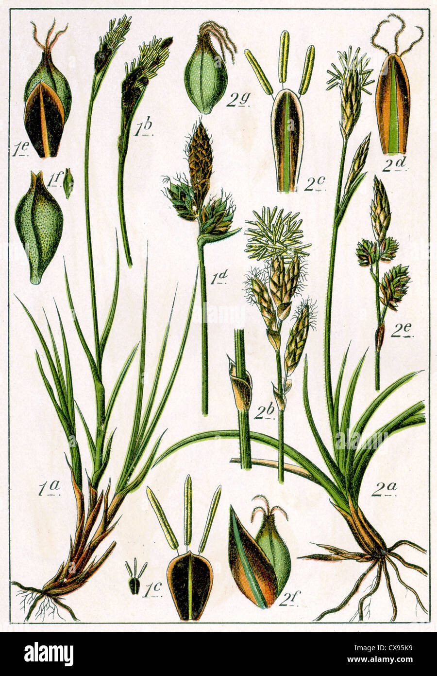 Carex montana - Carex verna Stock Photo