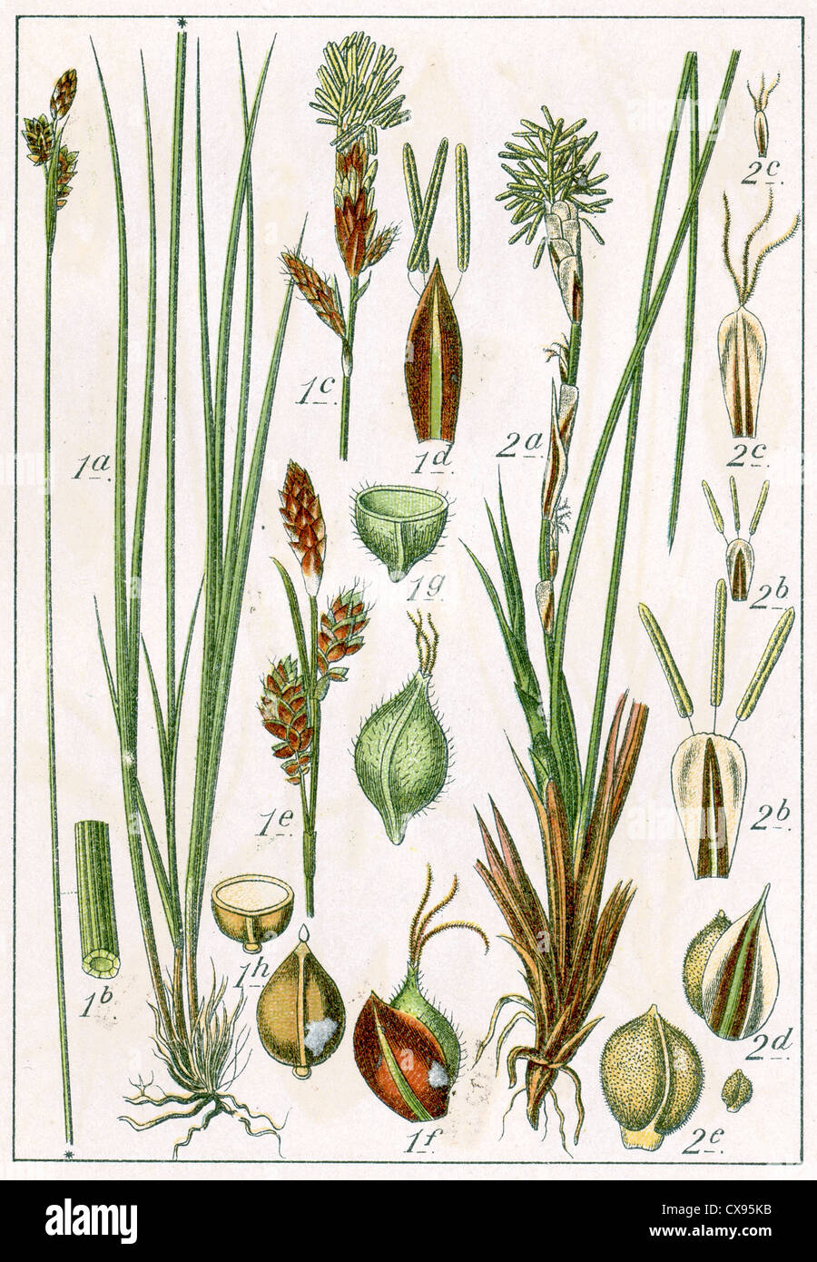 Carex umbrosa - Carex humilis Stock Photo