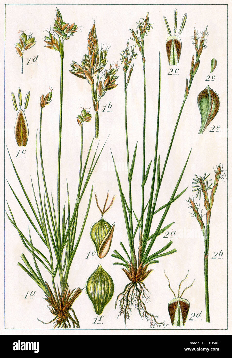 Carex gynobasis - Carex digitata Stock Photo