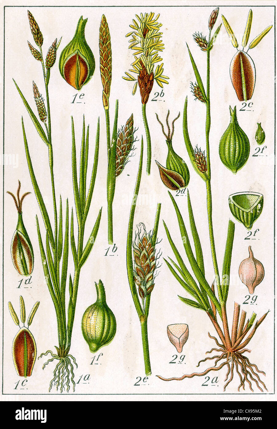 Carex flava x Hornschuchiana - Carex distans Stock Photo