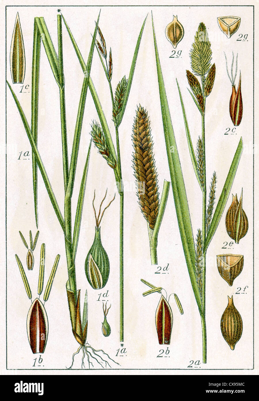Carex vesicaria - Carex acutiformis Stock Photo