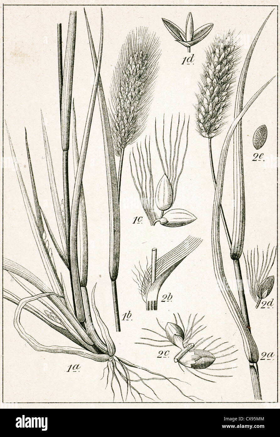 Setaria viridis - Setaria glauca Stock Photo