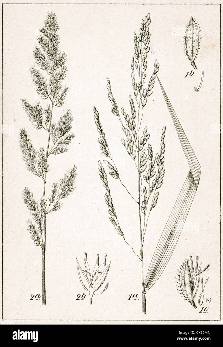 Leersia oryzoides - Phalaris arundinacea Stock Photo