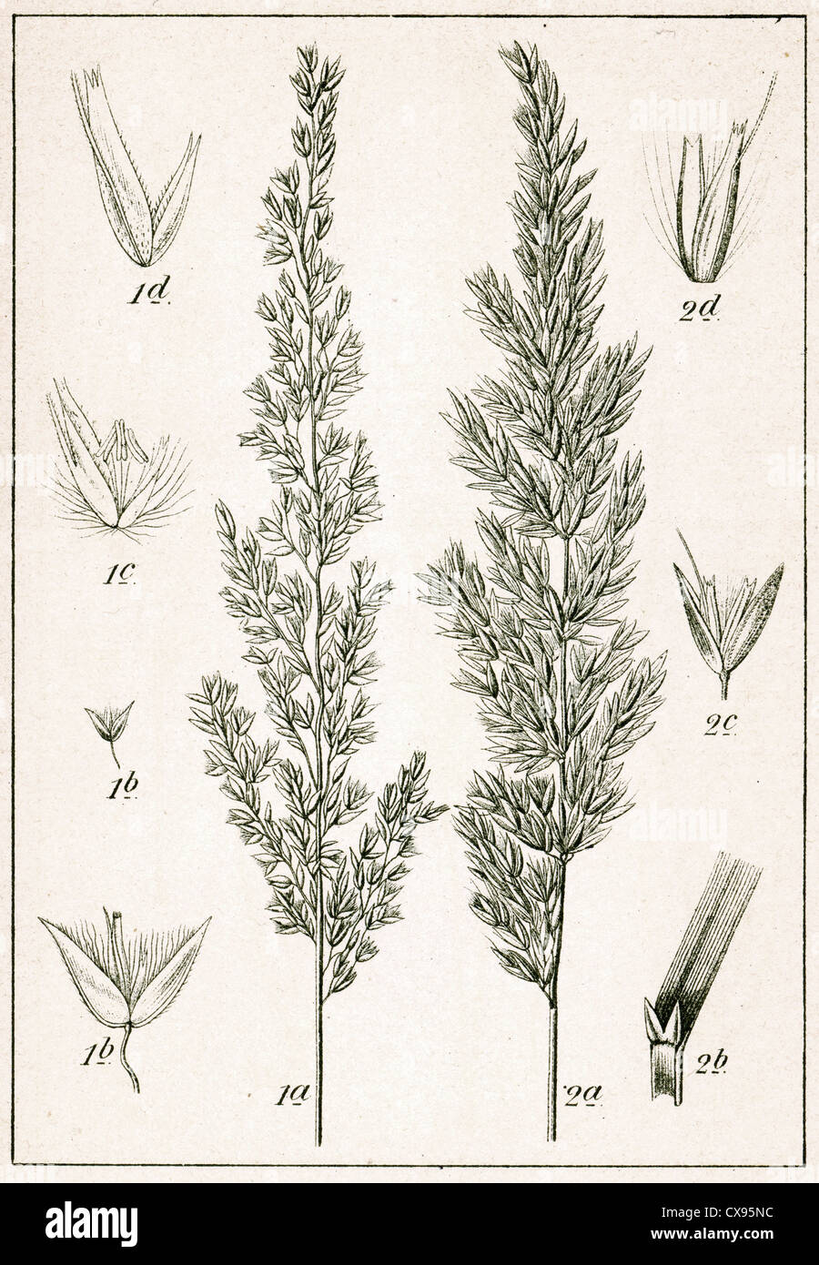 Calamagrostis neglecta - Calamagrostis varia Stock Photo