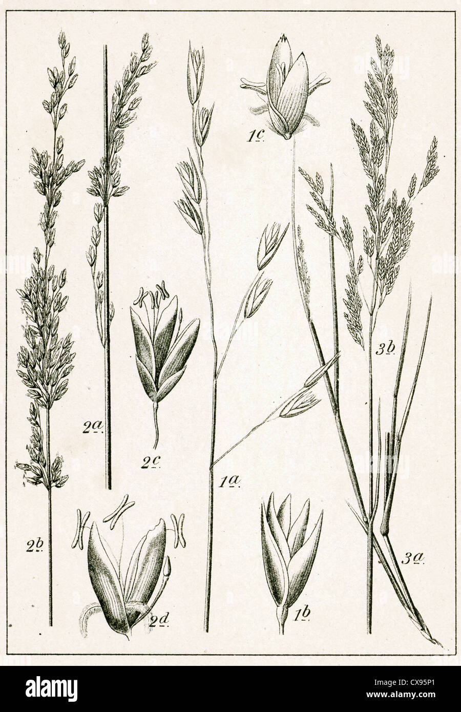 Triodia decumbens - Molinia coerulea - Eragrostis pilosa Stock Photo