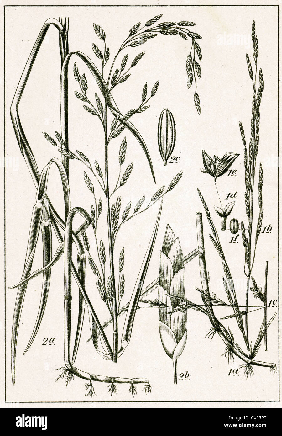 Plicate Sweet-Grass Glyceria notata
