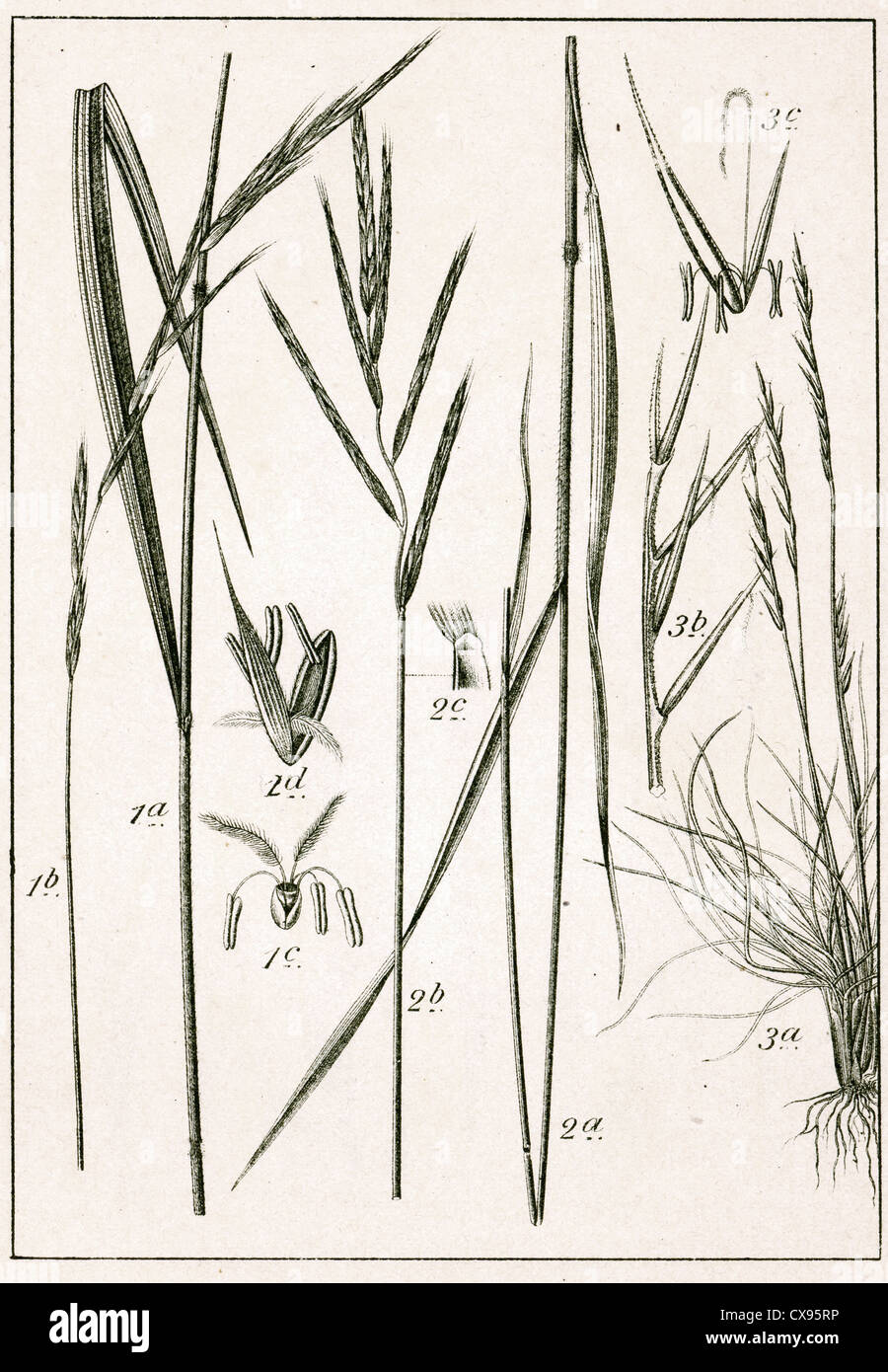 Brachypodium silvaticum - Brachypodium pinnatum - Nardus stricta Stock Photo