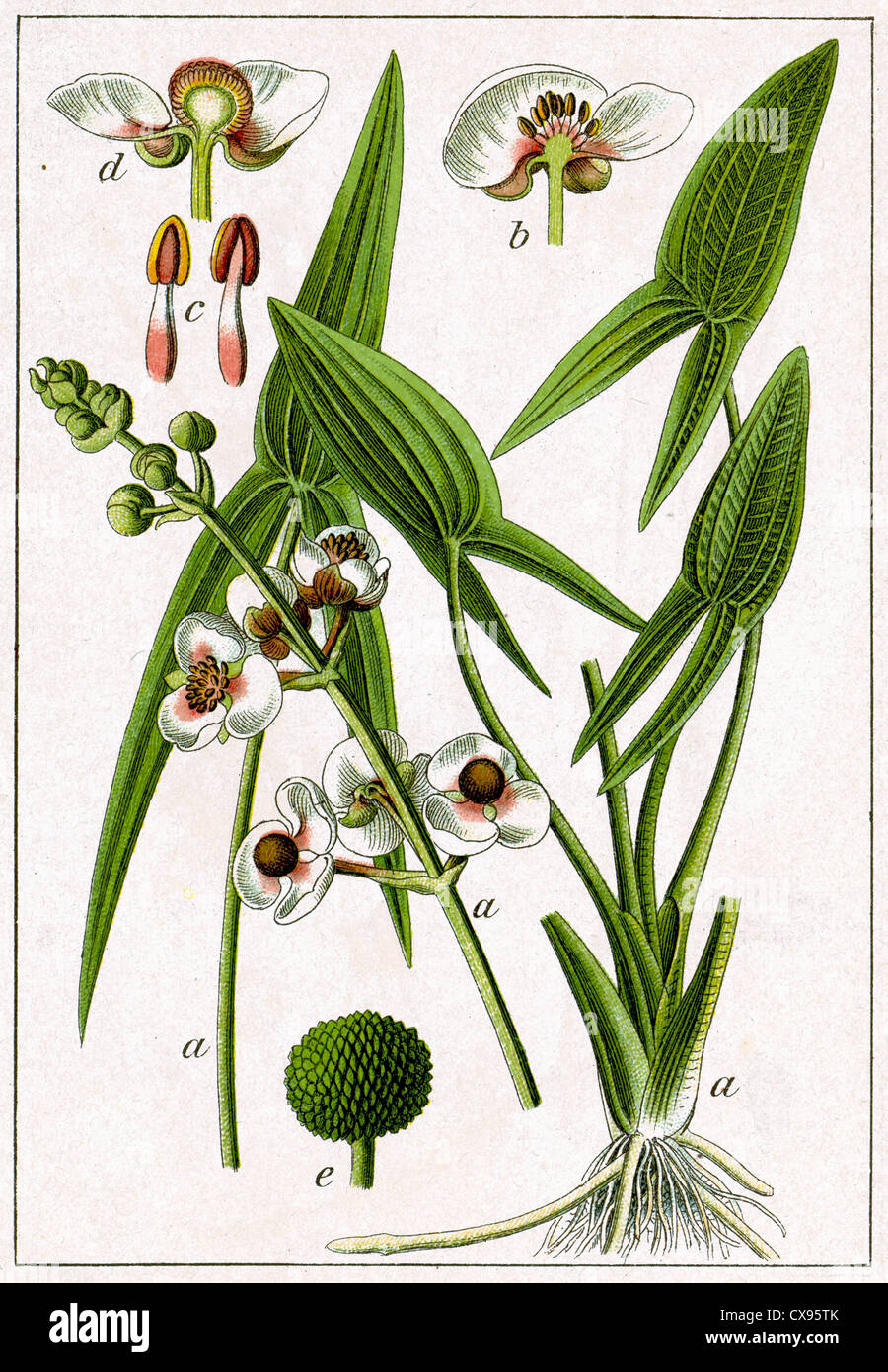 Sagittaria sagittifolia Stock Photo