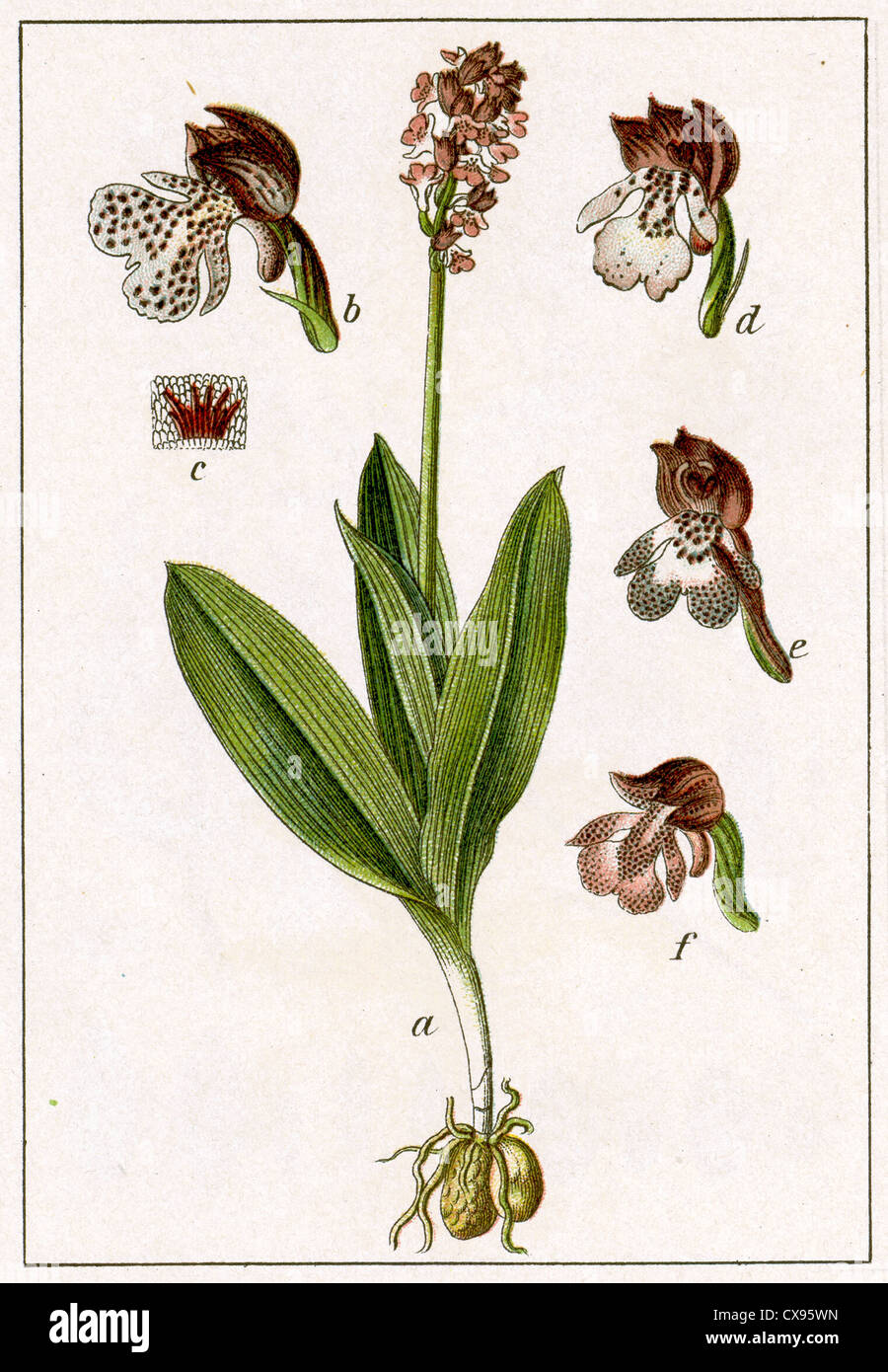 Orchis purpurea Stock Photo