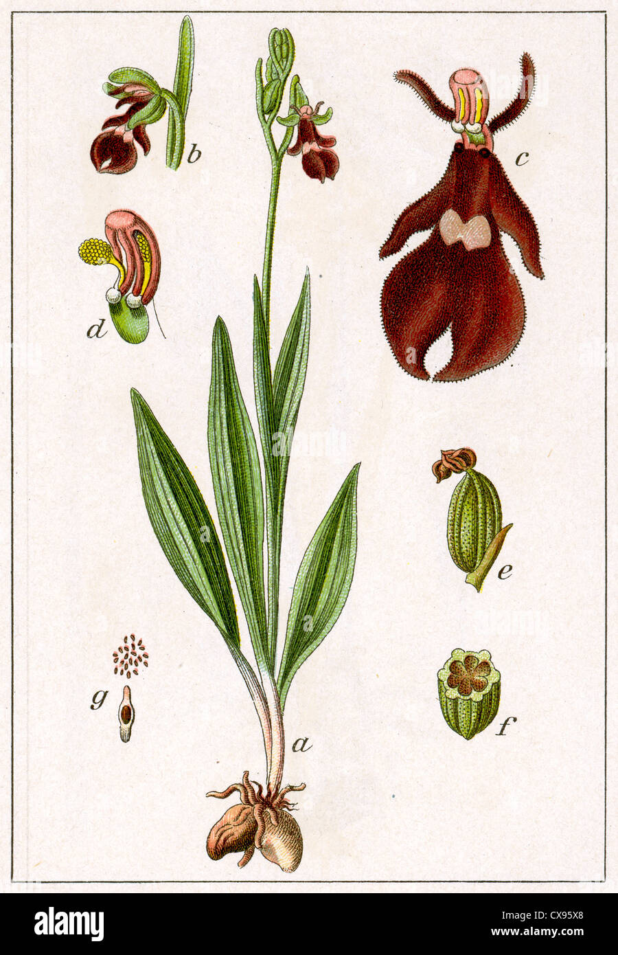Ophrys muscifera Stock Photo