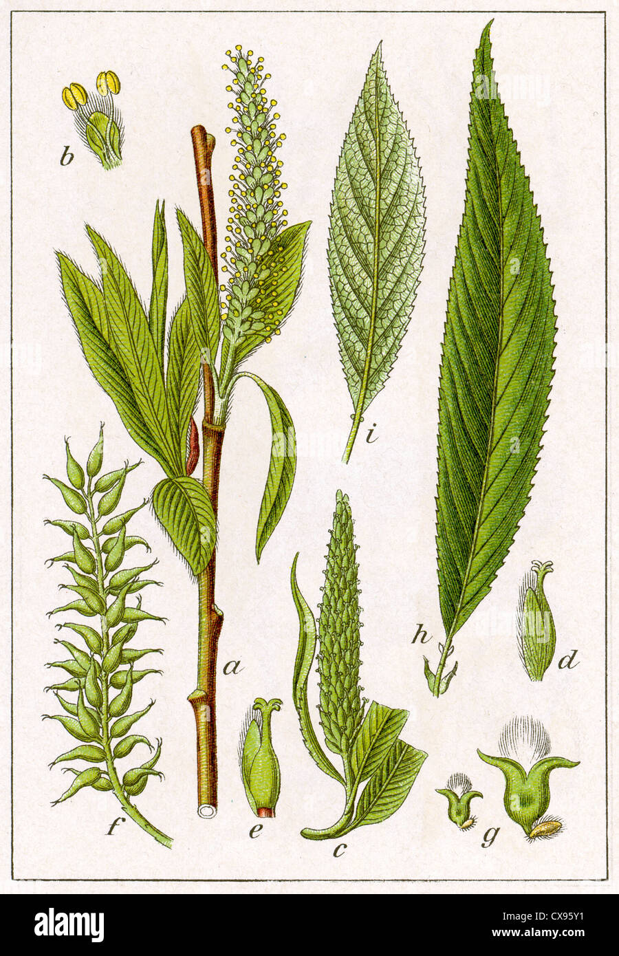 Crack willow salix fragilis salicaceae hi-res stock photography and ...