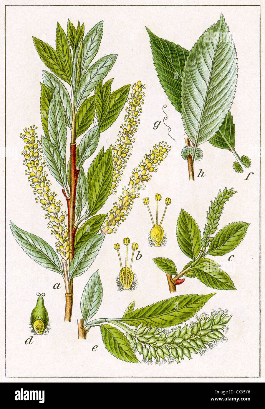 Salix amygdalina Stock Photo